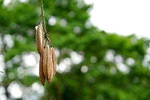 El árbol de algodón de seda blanca o árbol de ceiba es una fruta marrón en el interior con ceiba blanca. se usa comúnmente para hacer almohadas o mantas en Tailandia. foto