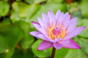 Purple lotus flower opened on a pond with yellow center and green leaf around. photo