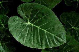 Primer plano de hojas de color verde oscuro de bon leaf foto