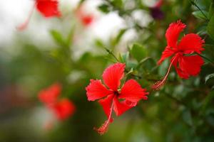 Shoe flower or Hibiscus, bright red with green leaf background, popular to bring to ear or hair. photo