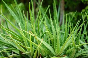 Close-up tallos de aloe verde brillante en el jardín foto