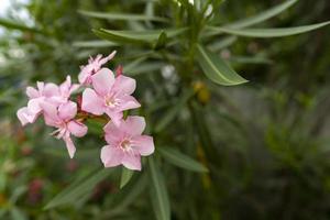Light pink oleander flower blooming with green leaf