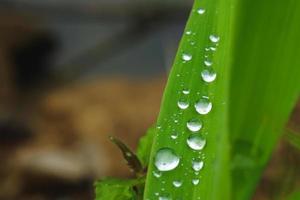 primer plano de las gotas de lluvia que permanecen en las hojas verdes frescas. copie el espacio. foto