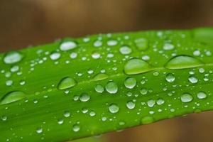 Close-up of raindrops that remain on fresh green leaves.