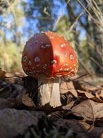 Red and white mushroom on brown dried leaves photo