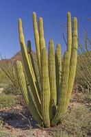 cactus de tubo de órgano en el desierto foto