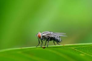 macro flies on leaves in nature photo