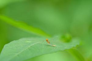 Macro Potamanthidae on leaf, in nature photo