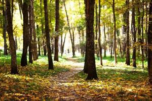 Trunks of trees in autumn forest photo