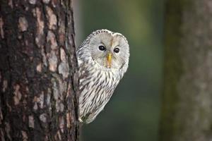 búho ural, strix uralensis foto