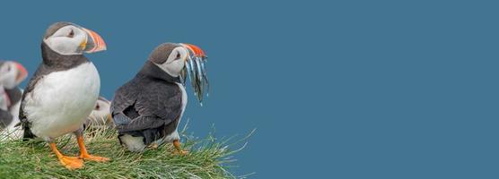 Banner with seabird North Atlantic puffins holding herring fish in its beak at Faroe island Mykines, at blue sky solid background with copy space. Concept of biodiversity and wildlife conservation photo