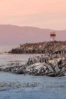Ver más una colonia de cormoranes rey en las islas del canal beagle con un faro al atardecer en la patagonia, cerca de ushuaia, argentina.