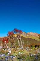 Vista sobre mágicos bosques australes, turberas y altas montañas en el parque nacional tierra del fuego, patagonia, argentina, otoño dorado y cielo azul