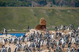 León marino sudamericano de pelo grande y colonia de cormoranes rey en las islas del canal Beagle en la patagonia, cerca de ushuaia, argentina foto