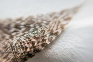 Closeup of a floating feather with white background photo