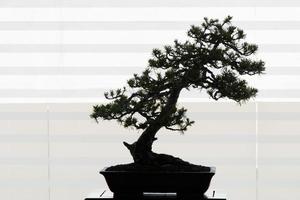 Beautiful bonsai of pine tree. Backlighting from a window. photo