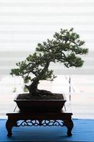 hermoso bonsai de pino. retroiluminación de una ventana. foto