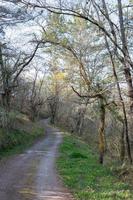 Charming walking path under the trees with no people photo