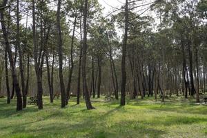 Recreation area with eucaliptus and pine trees at Rodiles, Asturias. photo