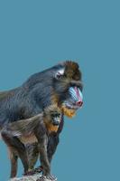 Cover page with portrait of a mature alpha male of colorful African mandrill and a young offspring at solid blue background with copy space. Concept animal diversity, care and wildlife conservation.