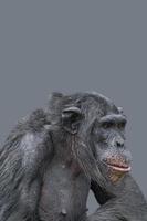 Cover page with a portrait of smart looking chimpanzee closeup with copy space and solid background. Concept of wildlife conservation, biodiversity and animal intelligence. photo