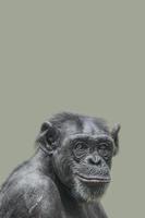 Cover page with a portrait of a happy adult Chimpanzee, smiling and thinking, closeup, details with copy space and solid background. Concept biodiversity and wildlife conservation. photo