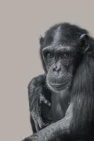 Portrait of funny Chimpanzee with a smugly smile at smooth background photo
