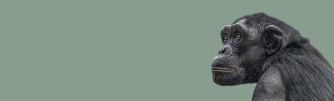 banner con un retrato de primer plano de chimpancé de aspecto inteligente con espacio de copia y fondo sólido. concepto de conservación de la vida silvestre, biodiversidad e inteligencia animal. foto