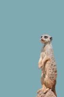 Cover page with a portrait of playful and curious suricate meerkat standing tall at watch, closeup, details. Solid background with copy space. Concept curiosity, attention, involvement. photo