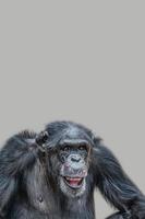 Cover page with a portrait of a happy adult Chimpanzee, smiling and thinking, closeup, details with copy space and solid background. Concept biodiversity and wildlife conservation. photo