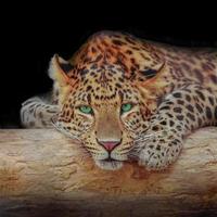 African leopard resting at a tree in darkness, with black solid background with copy space for text. Concept biodiversity and wildlife conservation. photo