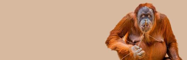 Banner with portrait of funny and cute colorful Asian orangutan at solid background with copy space, adult, female. Concept of conservation and protection of endangered animals and biodiversity.