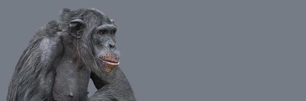 Banner with a portrait of smart looking chimpanzee closeup with copy space and solid background. Concept of wildlife conservation, biodiversity and animal intelligence. photo