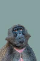 portada con un retrato frontal de un babuino africano sentado tranquilamente y mirando hacia arriba al fondo verde azul sólido con espacio de copia. concepto de biodiversidad y conservación de la vida silvestre en áfrica. foto