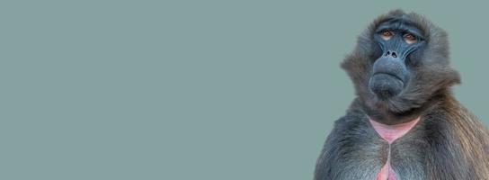 Banner with a front portrait of African baboon sitting quietly and looking up at green blue solid background with copy space. Concept of biodiversity and conservation of wildlife in Africa. photo