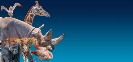 Banner with most vulnerable endangered wildlife animals in Africa, rhino, cheetah, gorilla, giraffe and flamingo at blue sky gradient background with copy space for text, closeup, details