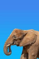 Cover page with portrait of huge and powerful African elephant with tusks at blue sky gradient background with copy space for text, closeup, details. photo