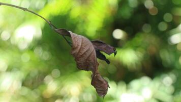 dry leaf with bokeh background photo