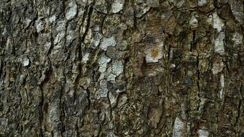Fondo de textura de árbol natural rugoso, telón de fondo de superficie natural foto
