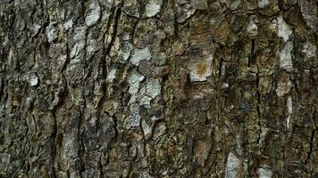 Rough natural tree texture background, natural surface backdrop photo