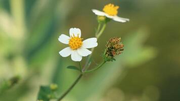 little flower with bokeh background photo