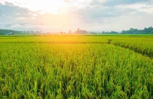 Landscape Green rice field rainy season and sunset beautiful natural scenery photo