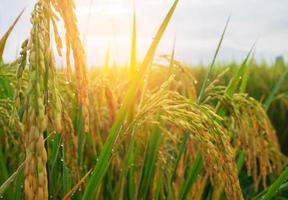 Yellow rice Paddy field and ears of rice near harvest time traditional farming photo