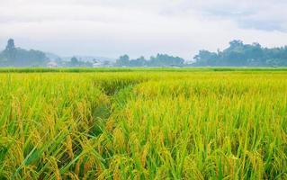 Green rice fields in the rainy season and mountains beautiful natural scenery photo