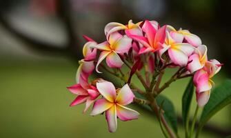 Colorful flowers background photo