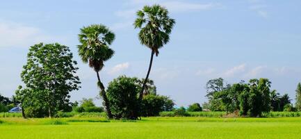 Fresh green fields on a bright day photo