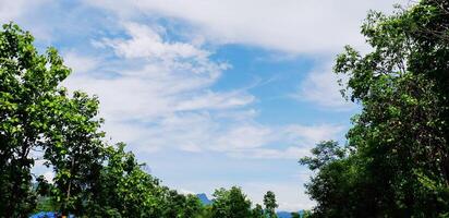 Mountain road with trees photo