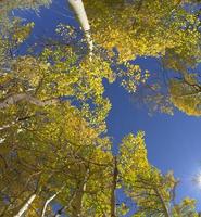 Autumn Aspen Closeup photo