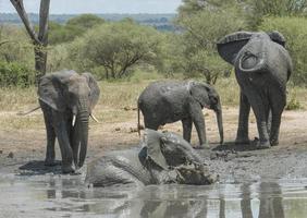 baño de barro de elefante, tarangire, tanzania foto