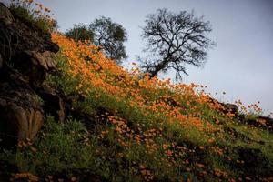 amapolas de california en primavera foto